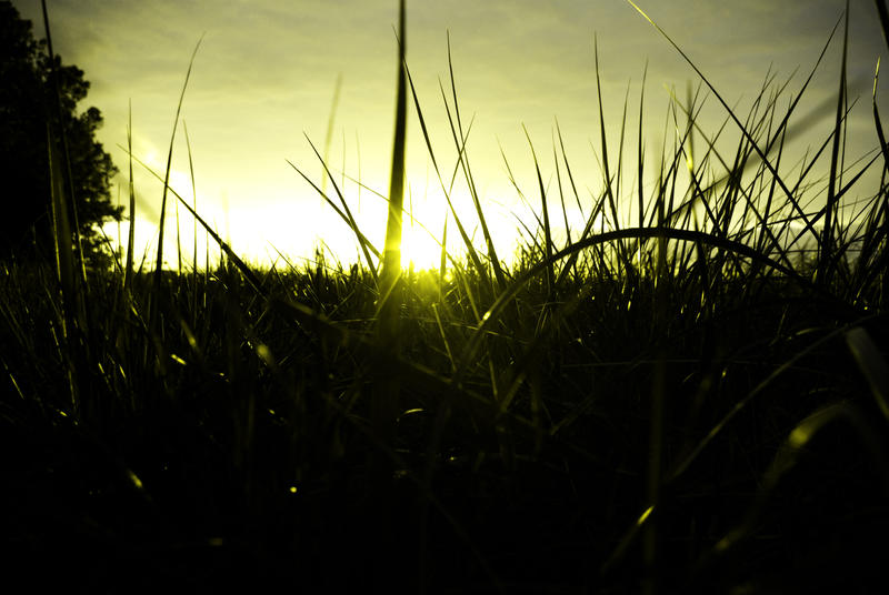 Grass in the Sun