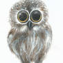 Baby Owl :D