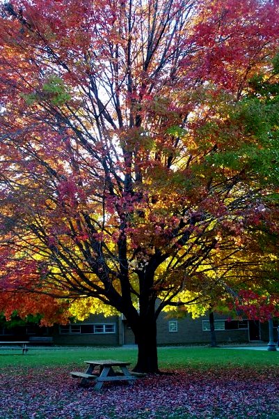 Quad Tree in the Fall