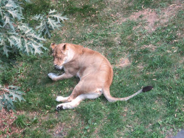 Como Zoo 2013 - Lion