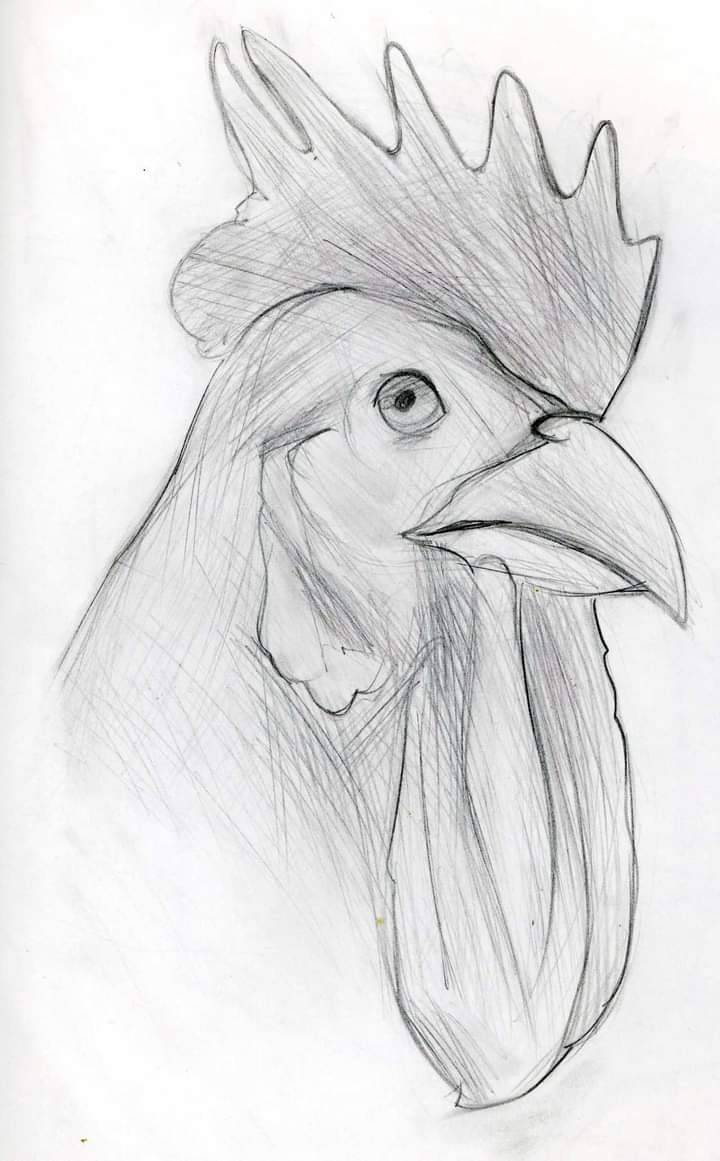 Cock Sketch By Greenmarta On DeviantArt cock-sketch-by-greenmarta-on-deviantart