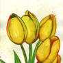 Yellow Tulips