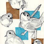 Birds Drawing