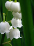 Lily of the Valley 2007 5 by beaglefan