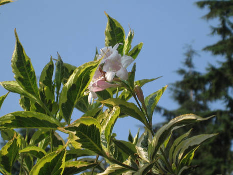 Flowers in the Shade