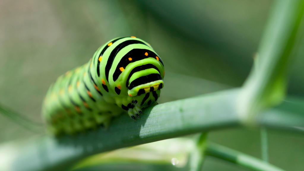 Green Caterpillar