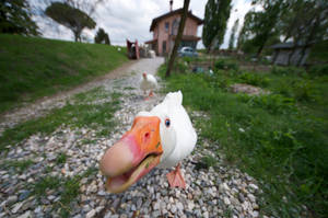 Goose Attacks