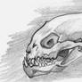 Random Creature Skull Sketch