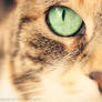 The Cats Eye