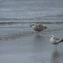 Seagull 02