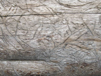 Treebark Texture