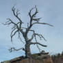 The Wretched Tree