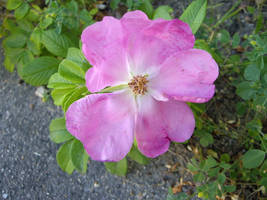 Beautiful pink flower