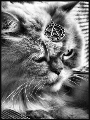 Wicca Cat 1