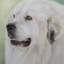 pyrenees dog 4