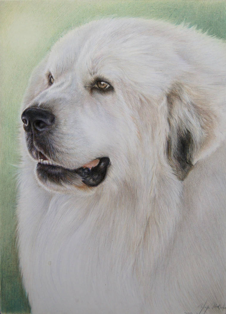 pyrenees dog 4 by Booze528
