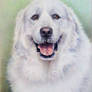 Pyrenees dog 5