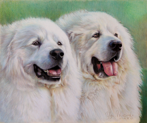 Pyrenees dogs 6