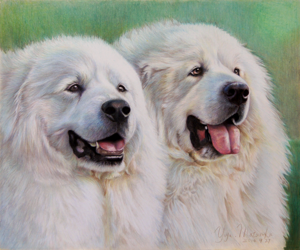 Pyrenees dogs 6 by Booze528