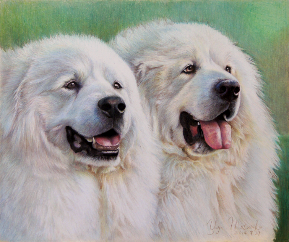 Pyrenees dogs 6 by Booze528 Pyrenees dogs 6 by Booze528