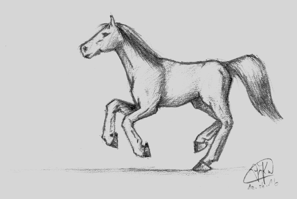 Gallopp Horse