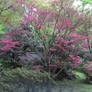 Japanese Maple