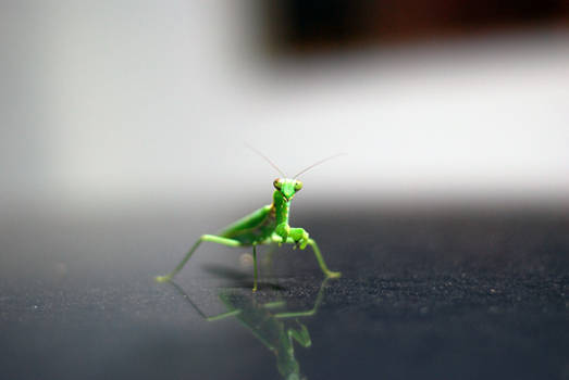 Mantis