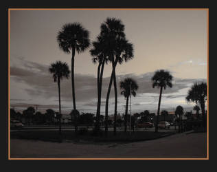 Palms at dusk