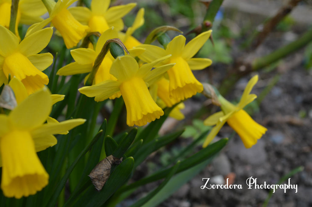 Flowers Of Gold