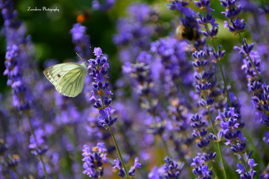 Summer Garden