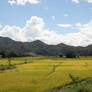 rice fields