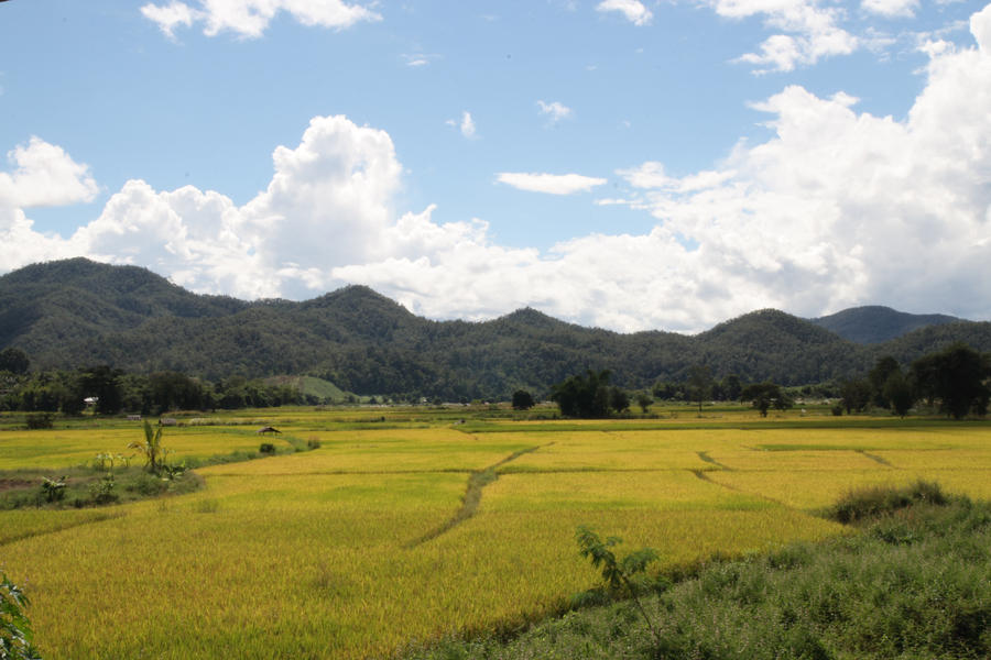 rice fields