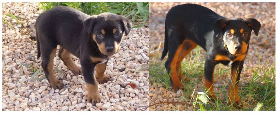 Tanith - Kelpie x Labrador