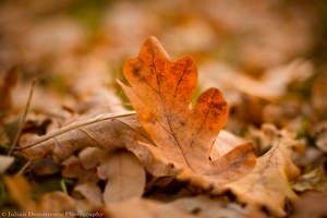 Fallen leaf