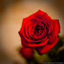 Red rose of love