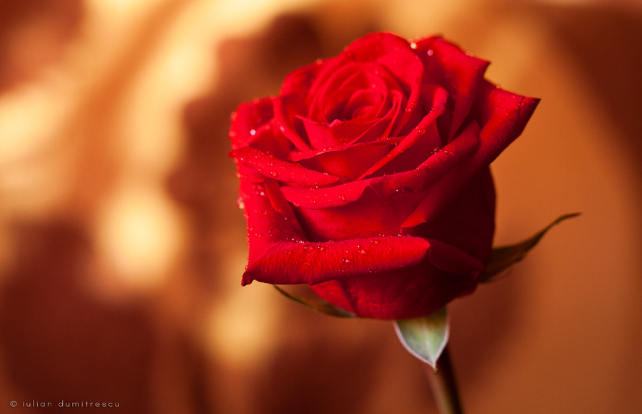 Fragile in Red by ScorpionEntity