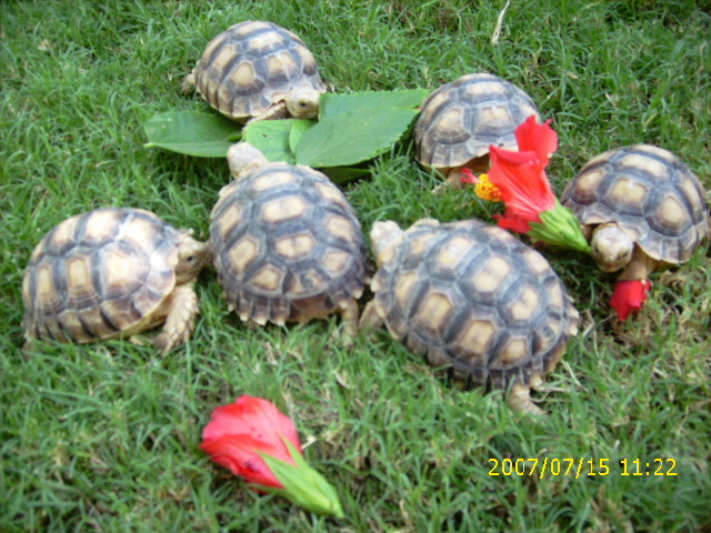 Our Baby Tortoises