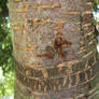 TreeBark