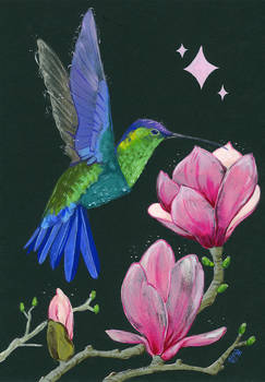 Hummingbird 1