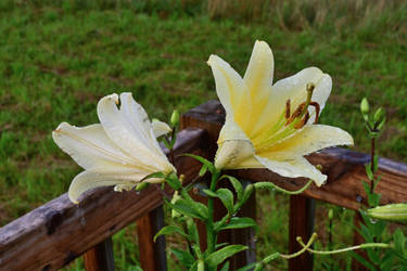 Yellow Trumpet Lily  (1)