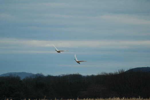 Couple in the Sky