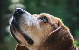 Kennel Nose Treatment