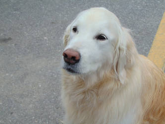 Golden Dog Portrait