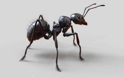 Ant