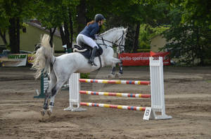 Warmblood Jumping 685