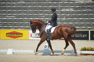 Warmblood Dressage 2035