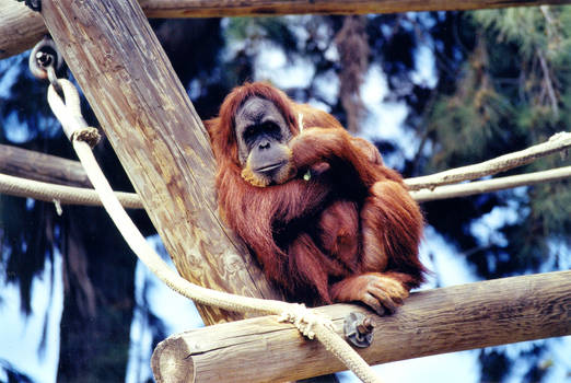 orangutan sitting