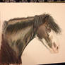Clydesdale stallion 