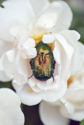 Rose Chafer