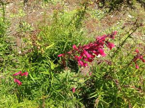 Pink flowers